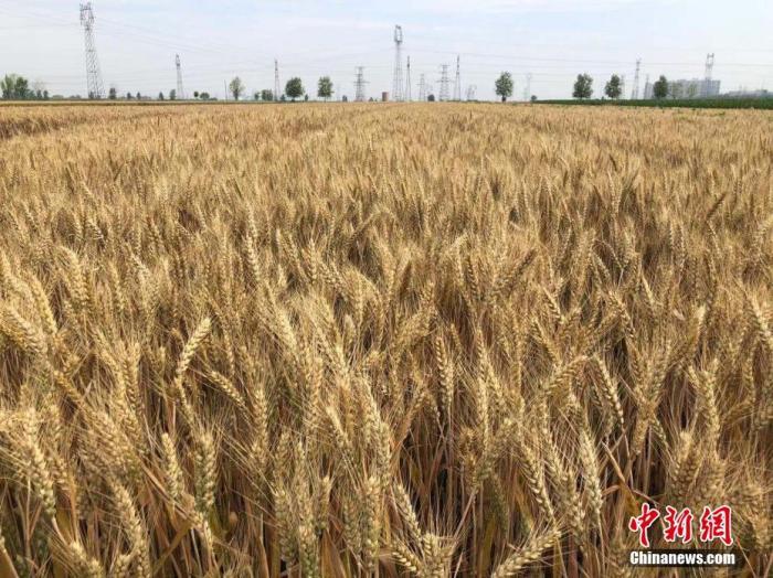 已经陆续成熟的小麦。 刘峰 摄