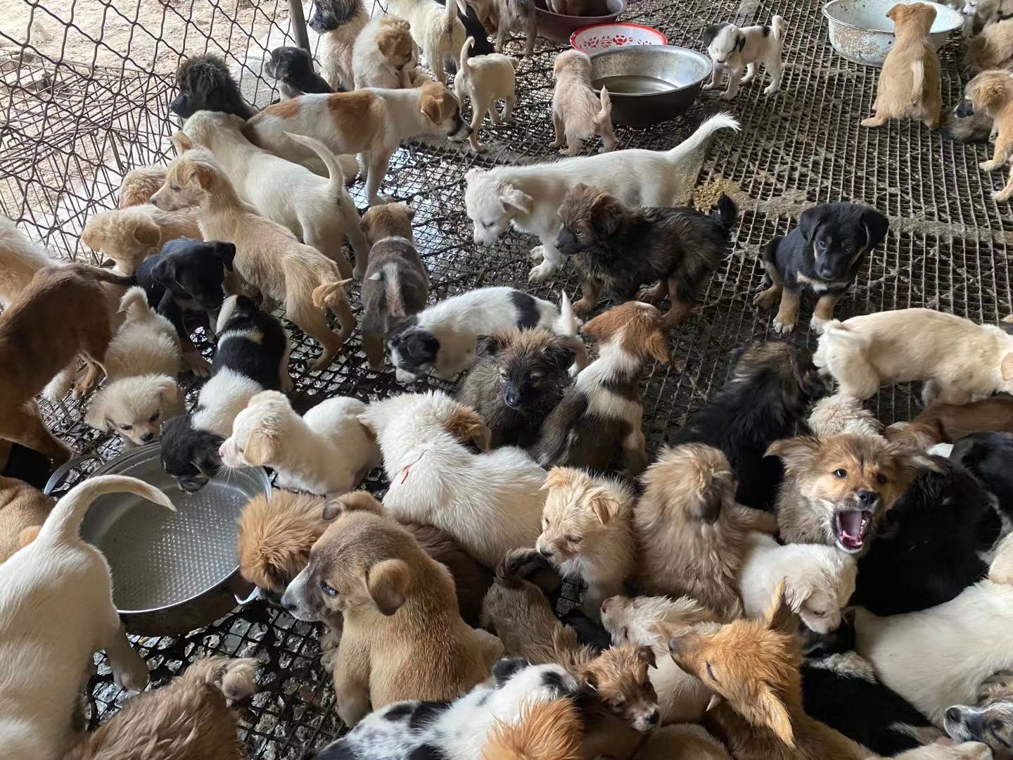 适合农村养殖项目：穷人也能赚钱的养殖项目推荐