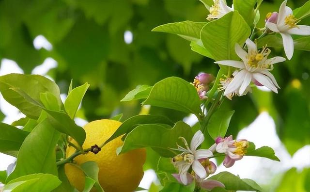 阳台种的柠檬，怎么种植可以多接果