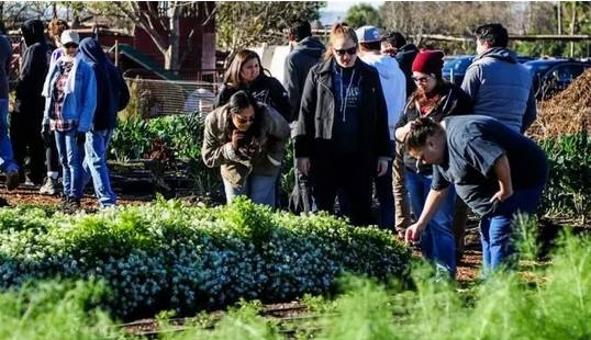 共享农场”是什么？噱头还是良药