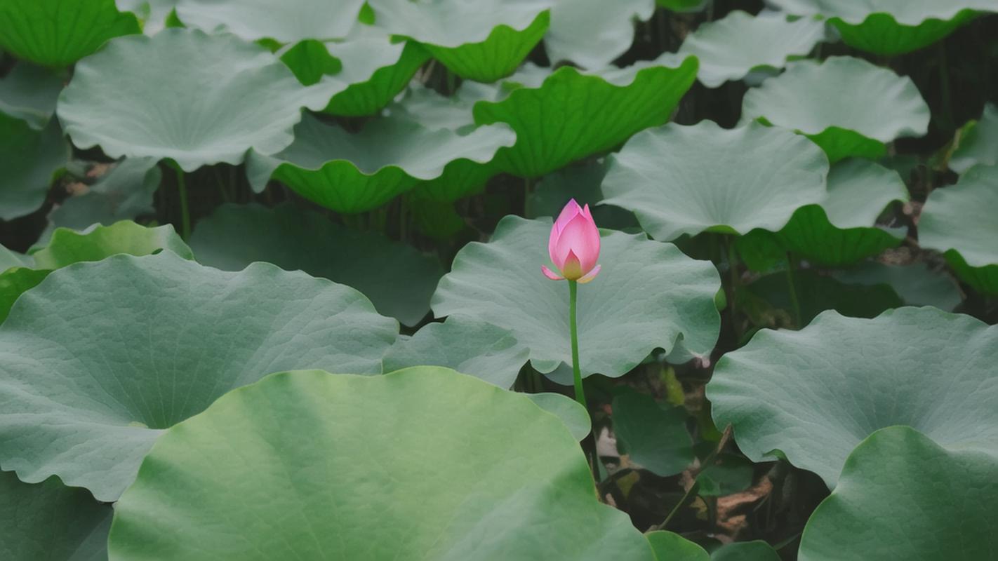 成功就是每天进步一点点