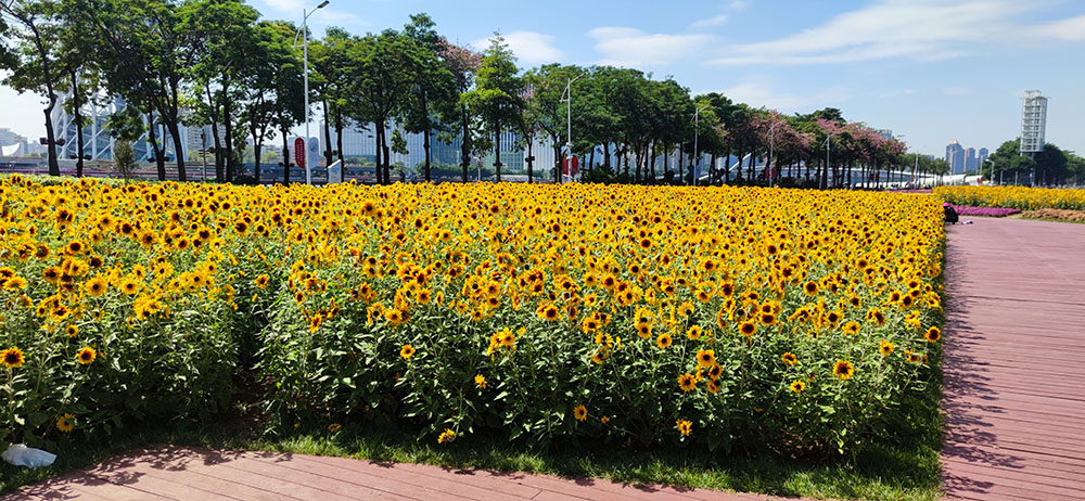 在经济困境中，能依靠的只有你自己（好现实）