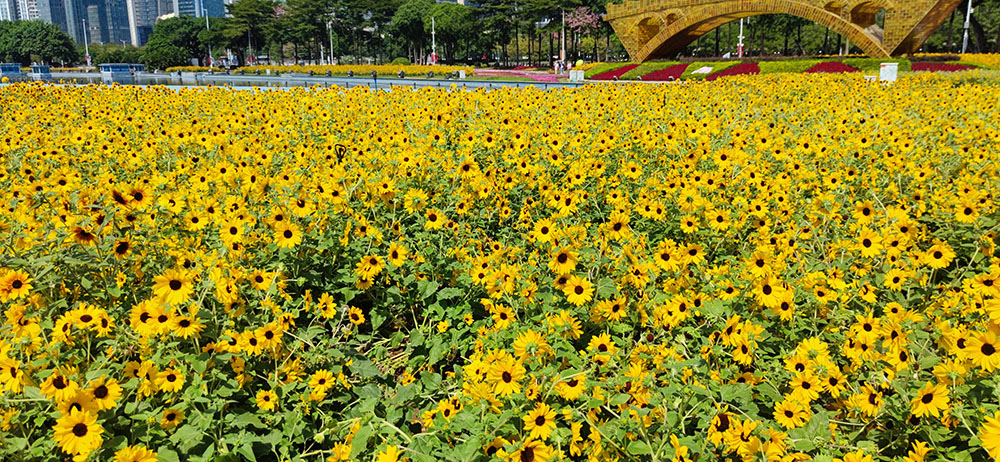 没有谋划的人生，注定会劫难重重