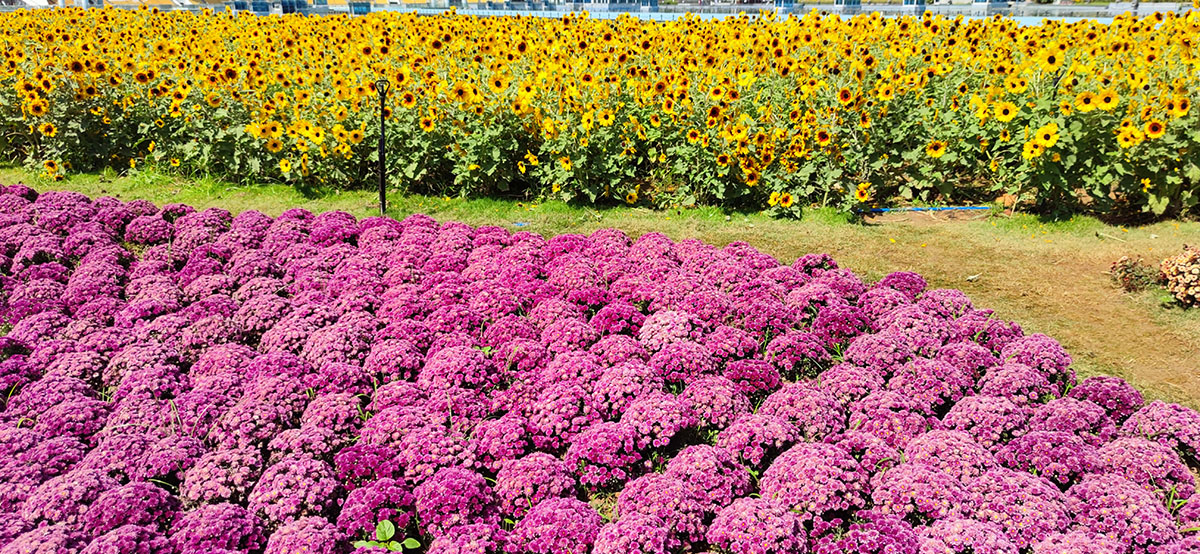 本地同城交友月入10000+赚钱玩法