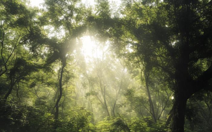 公平就是讲给底层人听的童话，现实丛林法则