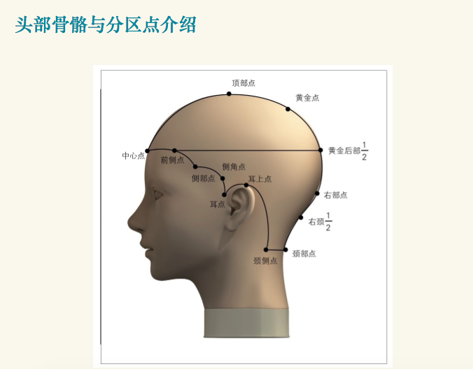 头部骨骼与分区点的位置介绍