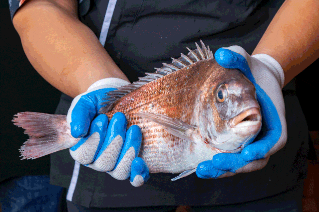 咸水鱼甜，淡水鱼鲜，咸淡交界鱼成仙