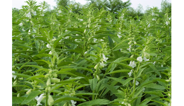 如果在农村还有地，适合农村闷声挣大钱项目，一般人不知道