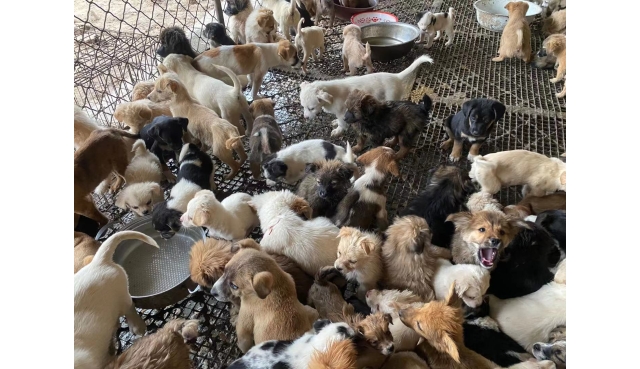 适合农村养殖项目：穷人也能赚钱的养殖项目推荐