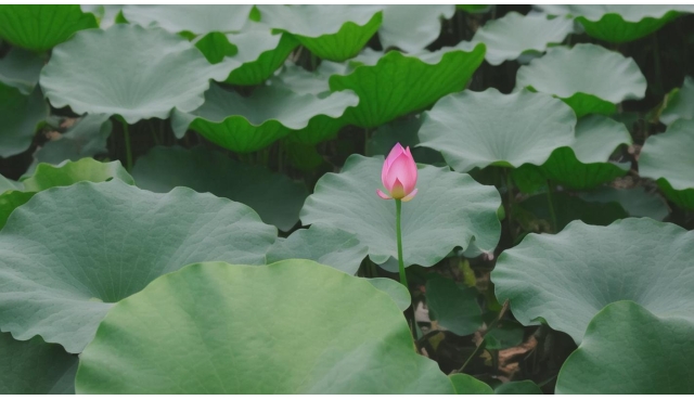 成功就是每天进步一点点