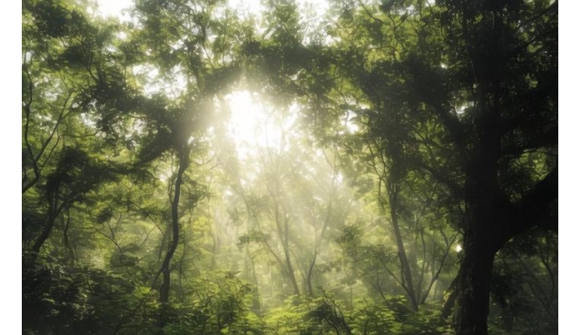 公平就是讲给底层人听的童话，现实丛林法则
