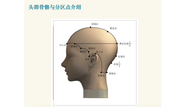 头部骨骼与分区点的位置介绍