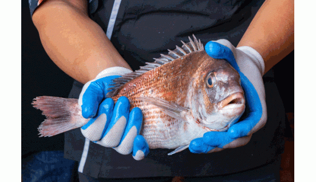 咸水鱼甜，淡水鱼鲜，咸淡交界鱼成仙