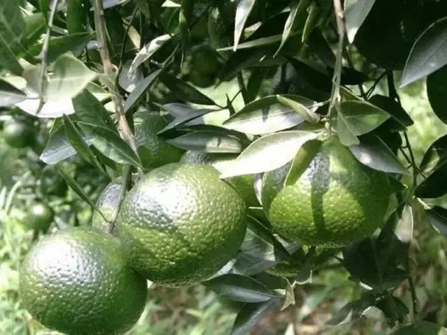 新会陈皮青皮和红皮区别